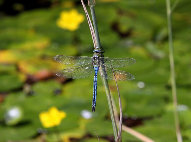 A blue-bodied dragonfly on a stem.