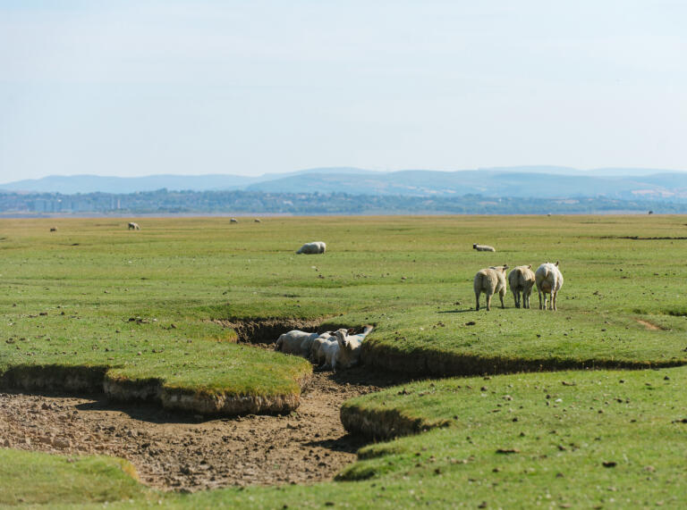 Sheep grazing on a salt marsh.