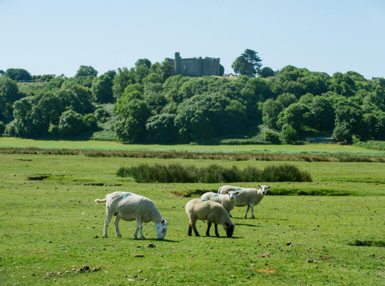 Sheep grazing on a salt marsh overlooked by a castle.