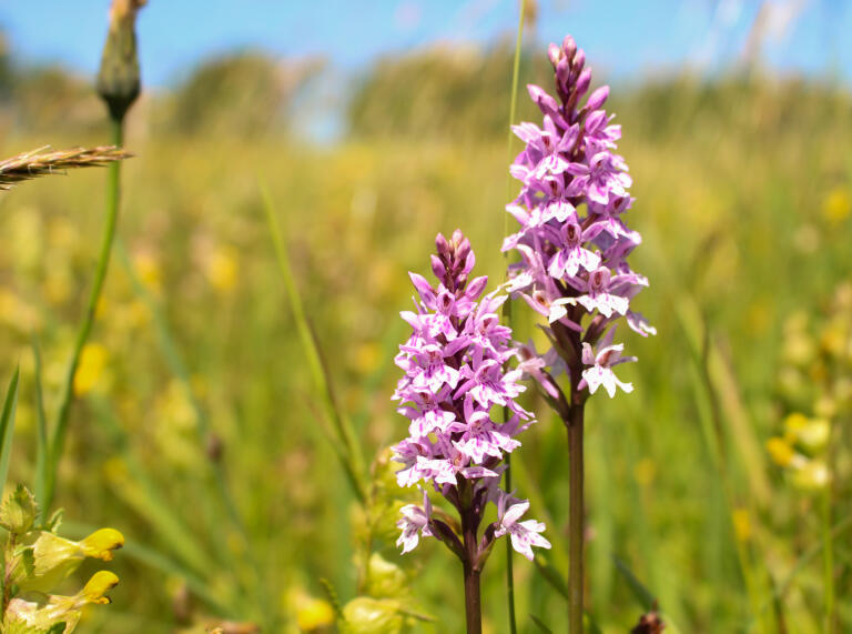Purple orchids growing in the wild-flower rich hay meadows