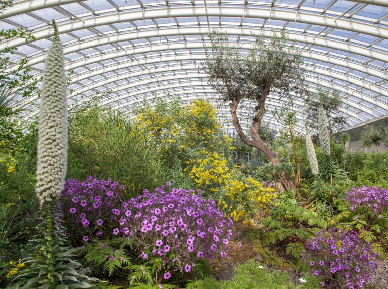 Colourful flowers and plants under a glass dome roof