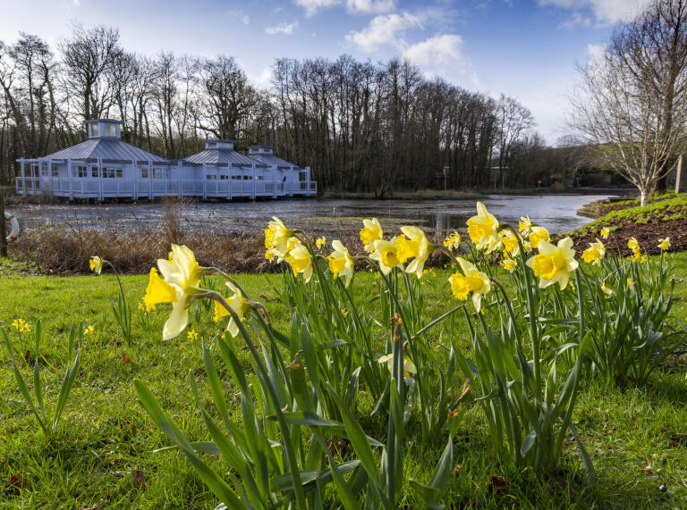 Daffodils growing next to a lake