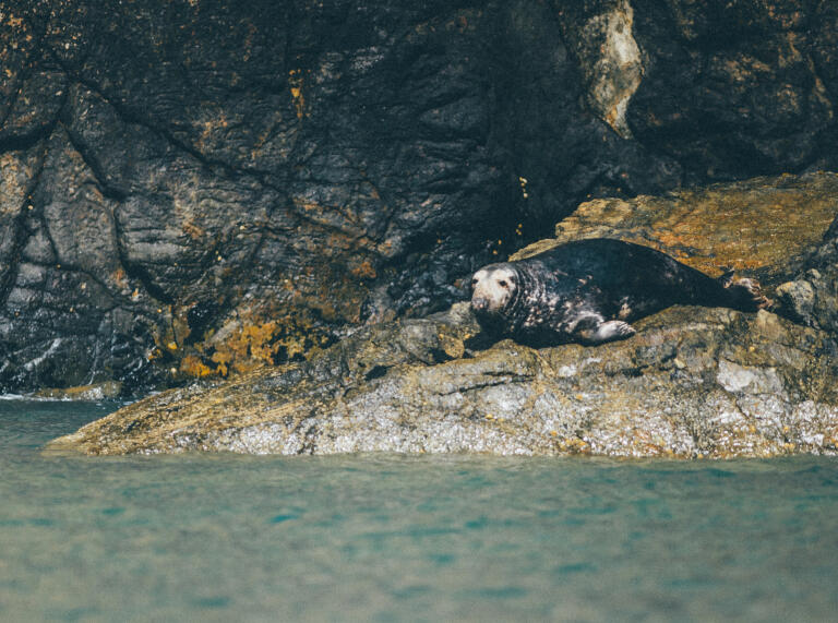 A grey seal lying on the rocks next to the water.