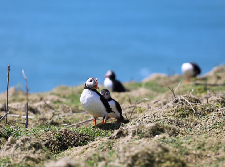 A handful of Puffins nesting on the island