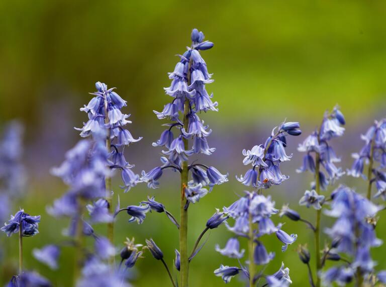 close up of bluebells.