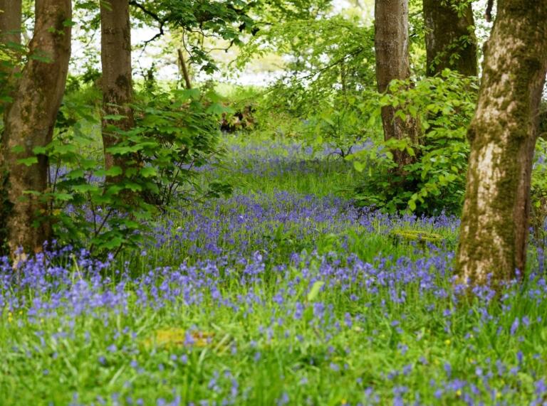 bluebells and trees.
