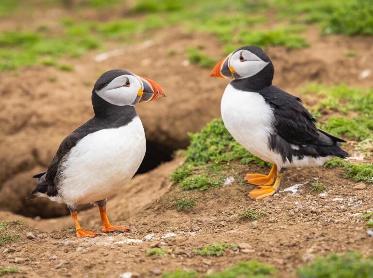 pair of puffins outside burrow.