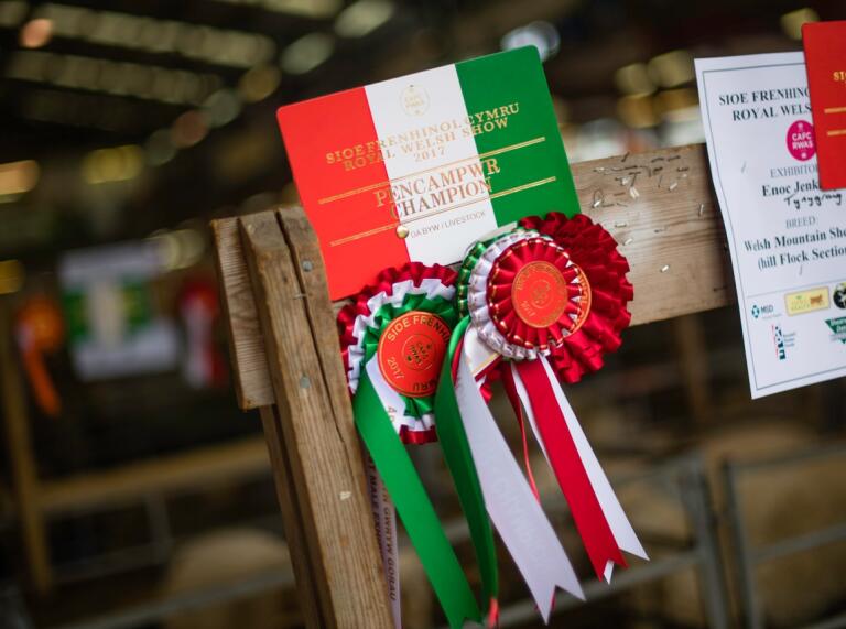 Red, green and white agricultural show rosettes and certificates displayed on a wooden fence. 