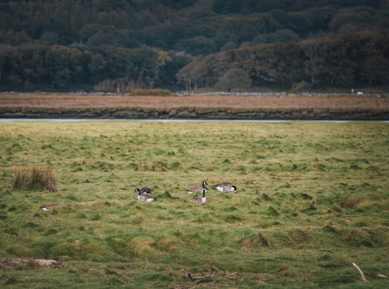 Geese grazing on open grassland