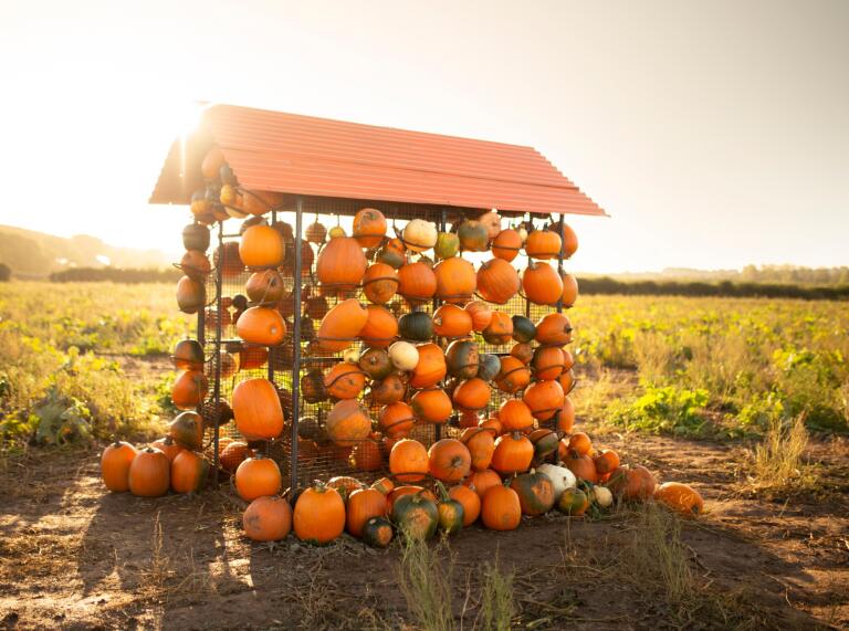 pumpkins on house shaped frame.