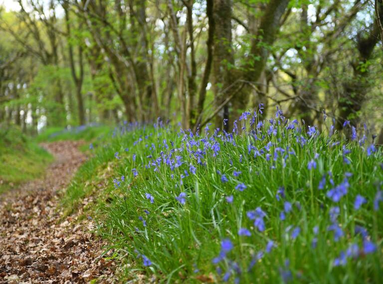 Bluebells in a woodland by a narrow path.