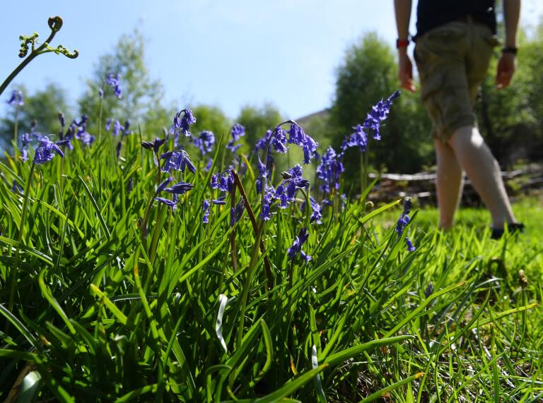 A man walking on a pathway next to bluebells.
