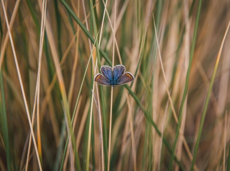 Ein Blau, brau, organgener Schmetterling zwischen Grashalmen.