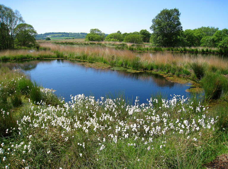 Raised bog surrounded by spring flowers