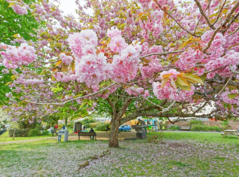 Cherry blossom tree in full bloom with pink blossom in a park