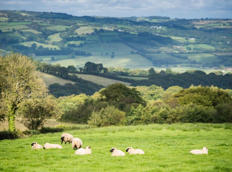 sheep in field and view of Lampeter.