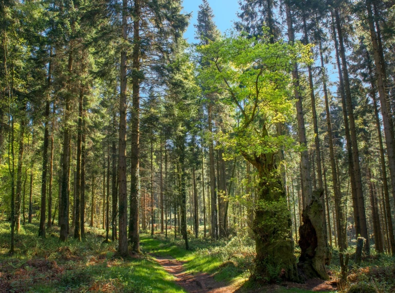 a woodland path through tall trees, on a sunny day.