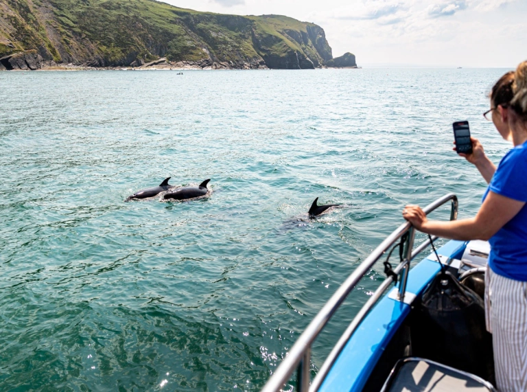 A woman watches dolphins from the boat trip
