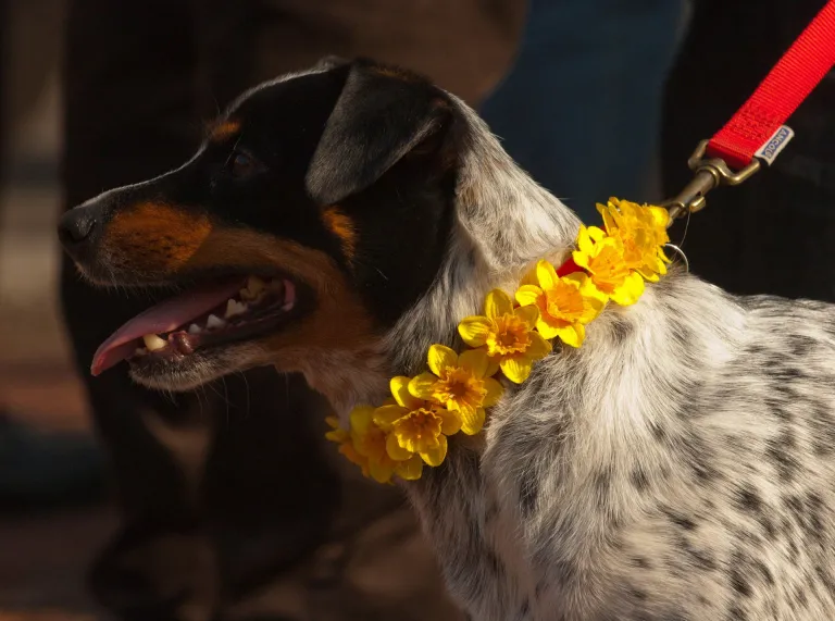 Ci yn gwisgo coler wedi ei addurno gyda chennin Pedr