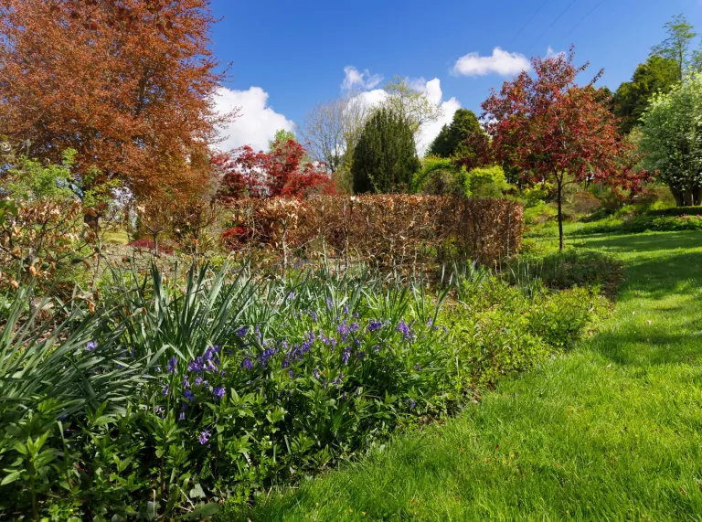Blauglöckchen in einem Garten.