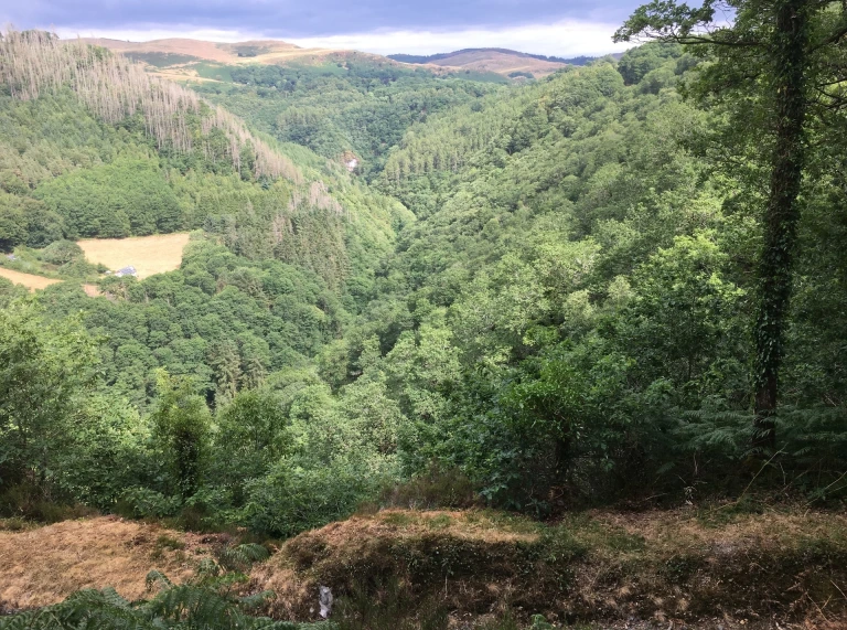 Views across woodland on the Cambrian Way hiking trail.