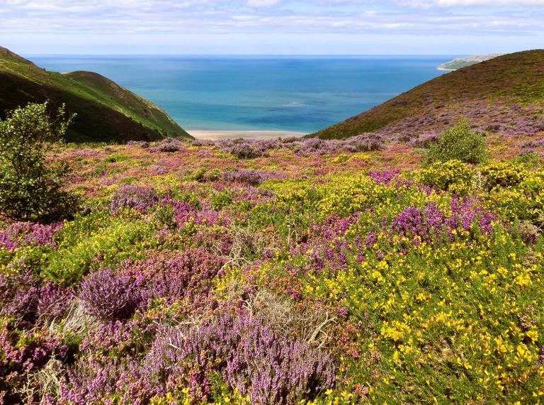 Blick von einem Berg mit Heidekraut und gelben Blumen im Vordergrund und dem Meer dahinter.