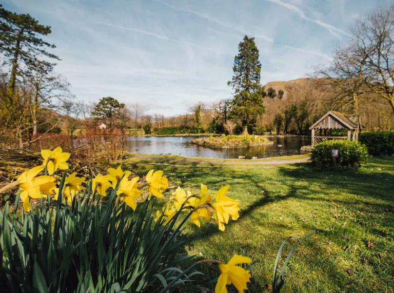lake, trees, and wooden shelter, with daffodils in the foreground.