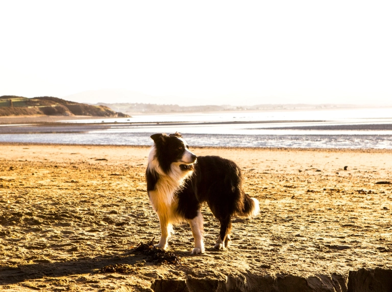 A dog on Llanbedrog beach.