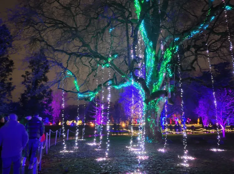 light show in park at night with people walking along path.