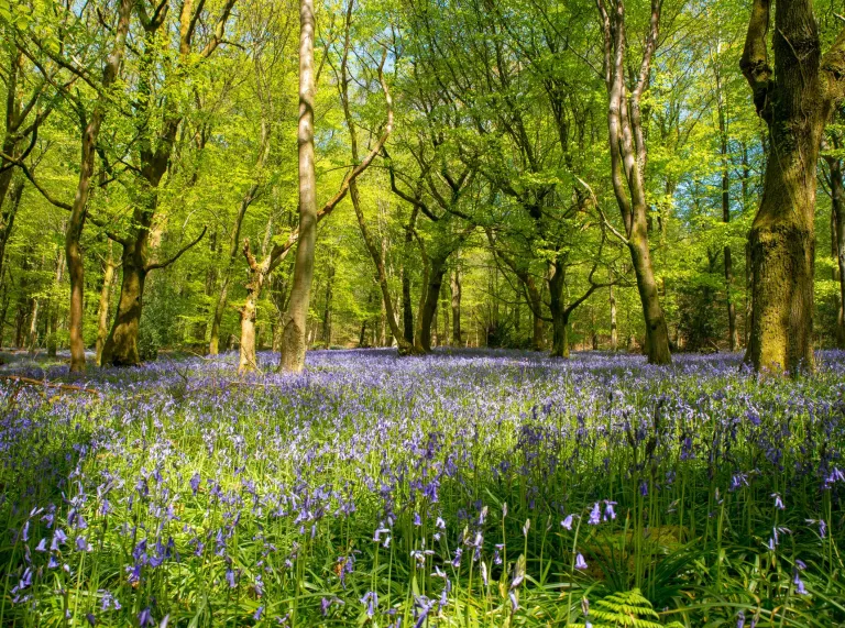 A woodland with a carpet of bluebells under fresh green trees with sun shining through.