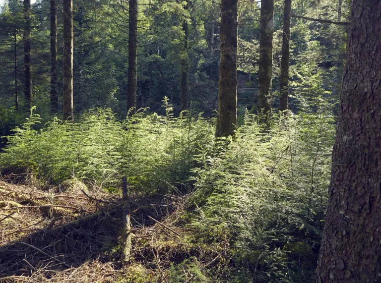 Sunlight filtering through conifer trees and young saplings in a dense forest.
