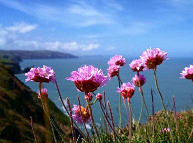 Nahaufnahme von kleinen hellvioletten Blumen mit der Küste im Hintergrund.