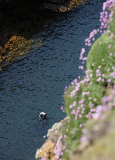 A view from the cliff looking down at a eal in the sea at Bardsey Island.