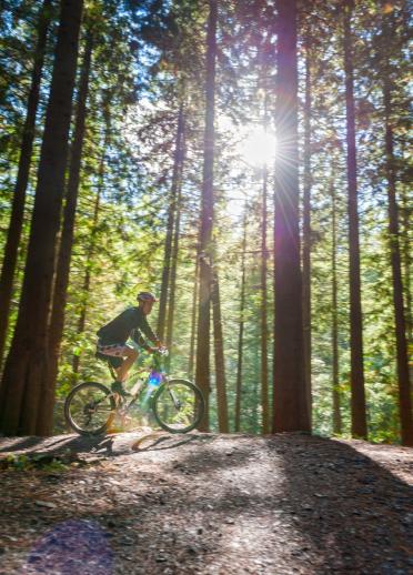 A cyclist amongst tall forest pine trees, with the sunlight beaming through.