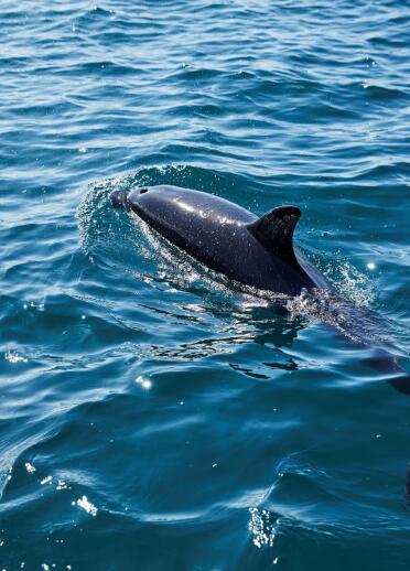 Nahaufnahme eines Delfins, der im blauen Meer schwimmt.