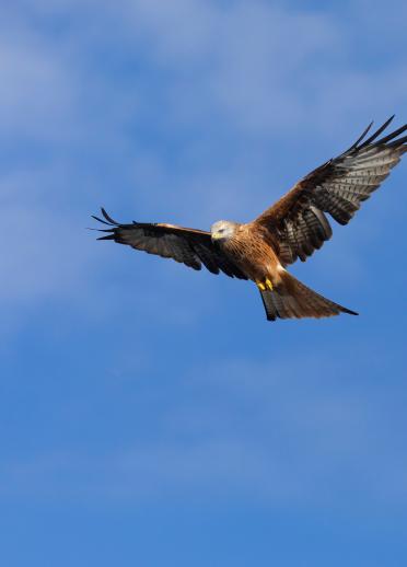 red kite hovering in the air.