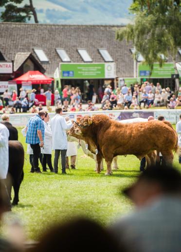 Two bulls on show at the Royal Welsh.