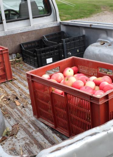Bild von Äpfeln, die auf einen Lkw auf der Hawarden Farm verladen wurden, Nordwales.