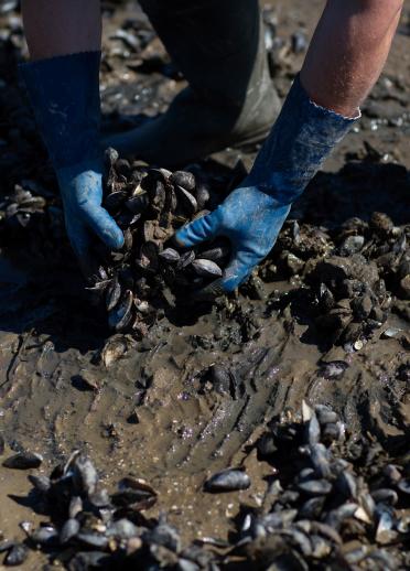 Hands reaching down with gloves on collecting mussels in the mud.