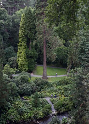 Very tall trees viewed from above, with person walking 