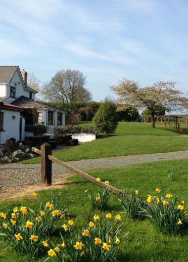 daffodils and lawn in foreground with white building in the background