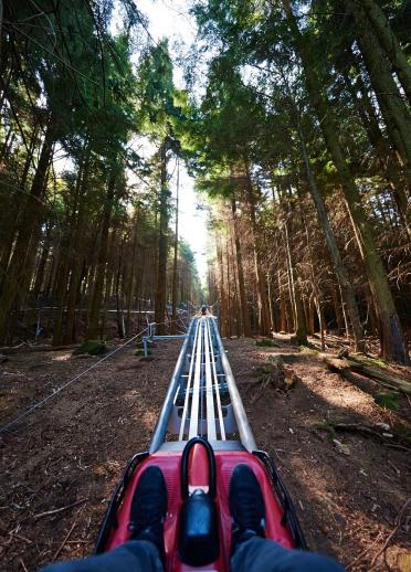 View from the seat of a Fforest Coaster cart - with the track and trees ahead.