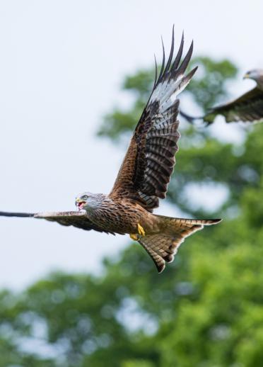 Two Red kites flying