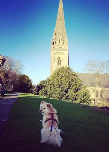A big white fluffy dog on grass by a cathedral.