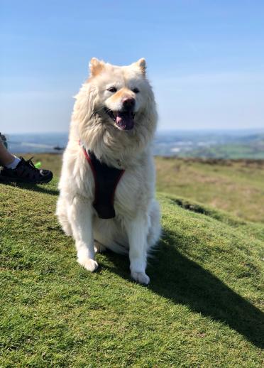 A big white fluffy dog on a hillside.
