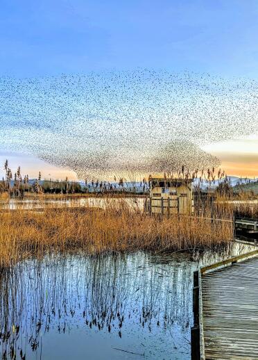 Starlings over boardwalk.