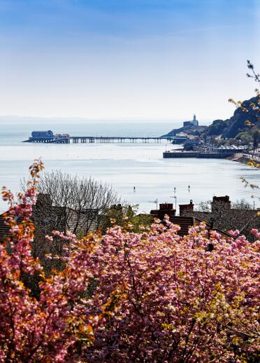 pier and sea in distance, with blossoming trees in foreground.