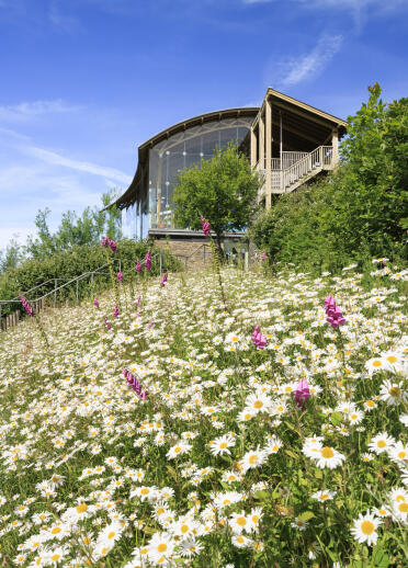 A wooden and glass building on a wildflower-filled hillside.