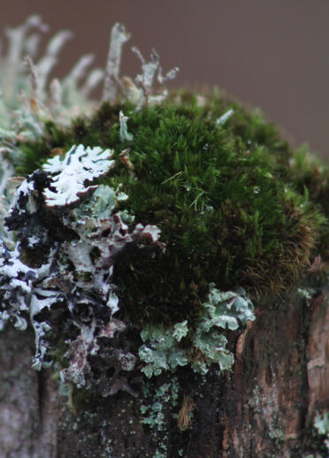 Lichen and moss growing on a rock.