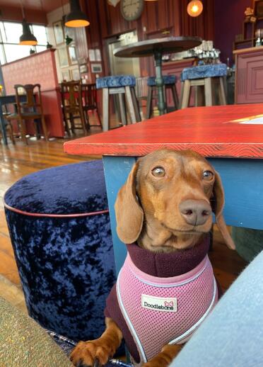 Dog wearing a pink jacket inside the bar at Gatto Lounge, Pontypridd